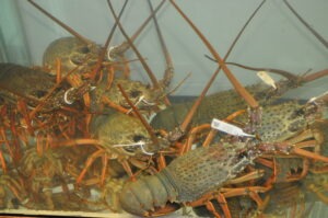 East Coast Live Lobsters