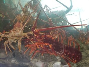 Live Tasmanian Lobsters