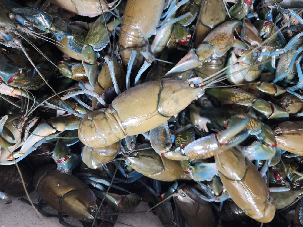 XL Yabbies