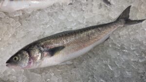 Aussie Salmon