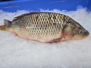 European carp