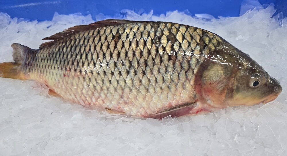 South Australian Carp