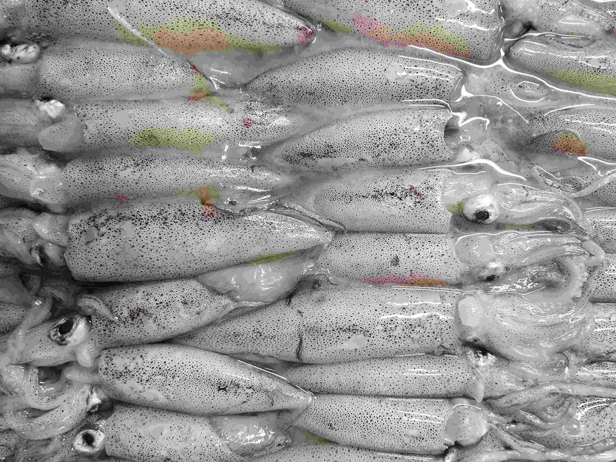Loligo Squid