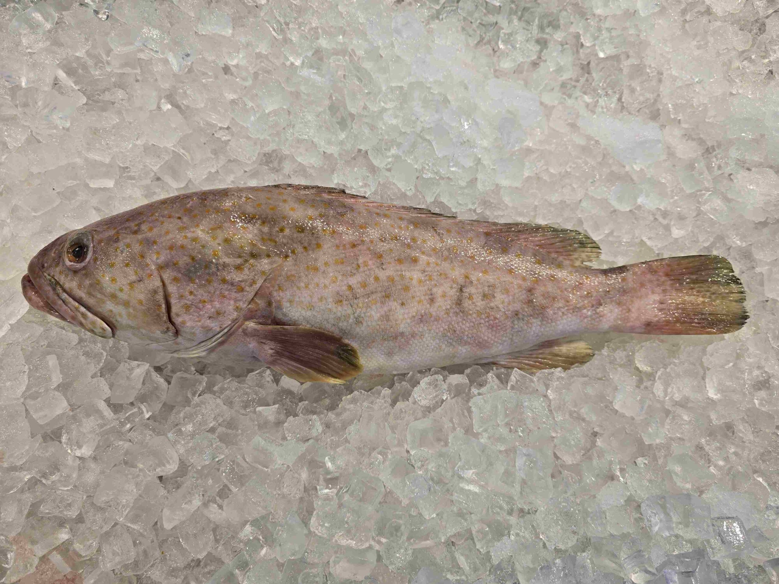 Whole Rock Cod