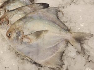 Silver Pomfret