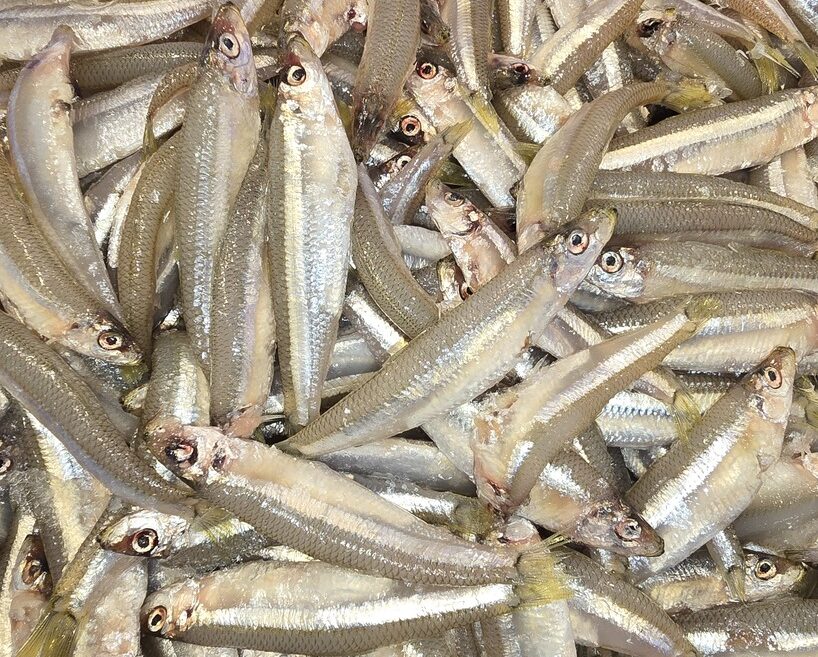 Fresh white bait
