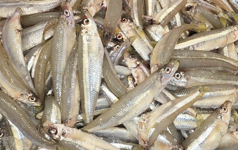 Fresh white bait