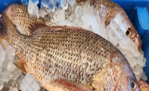Golden Snapper