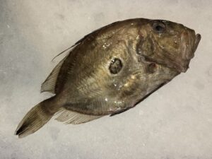 Whole John Dory