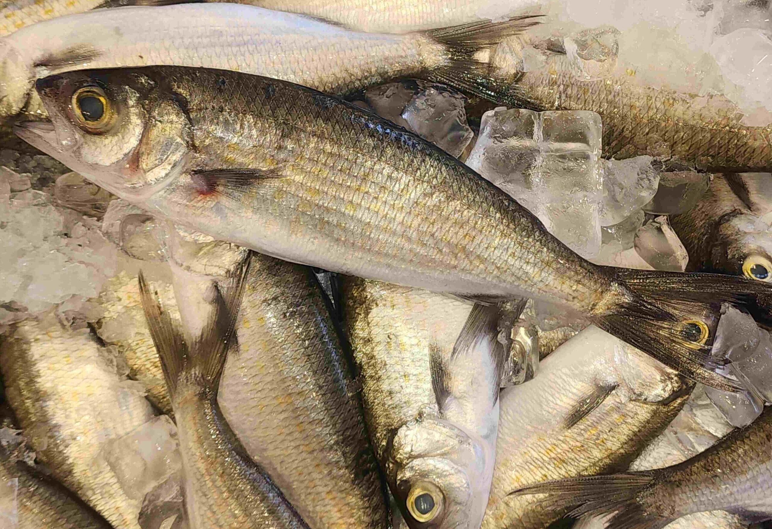 South Australian Herring