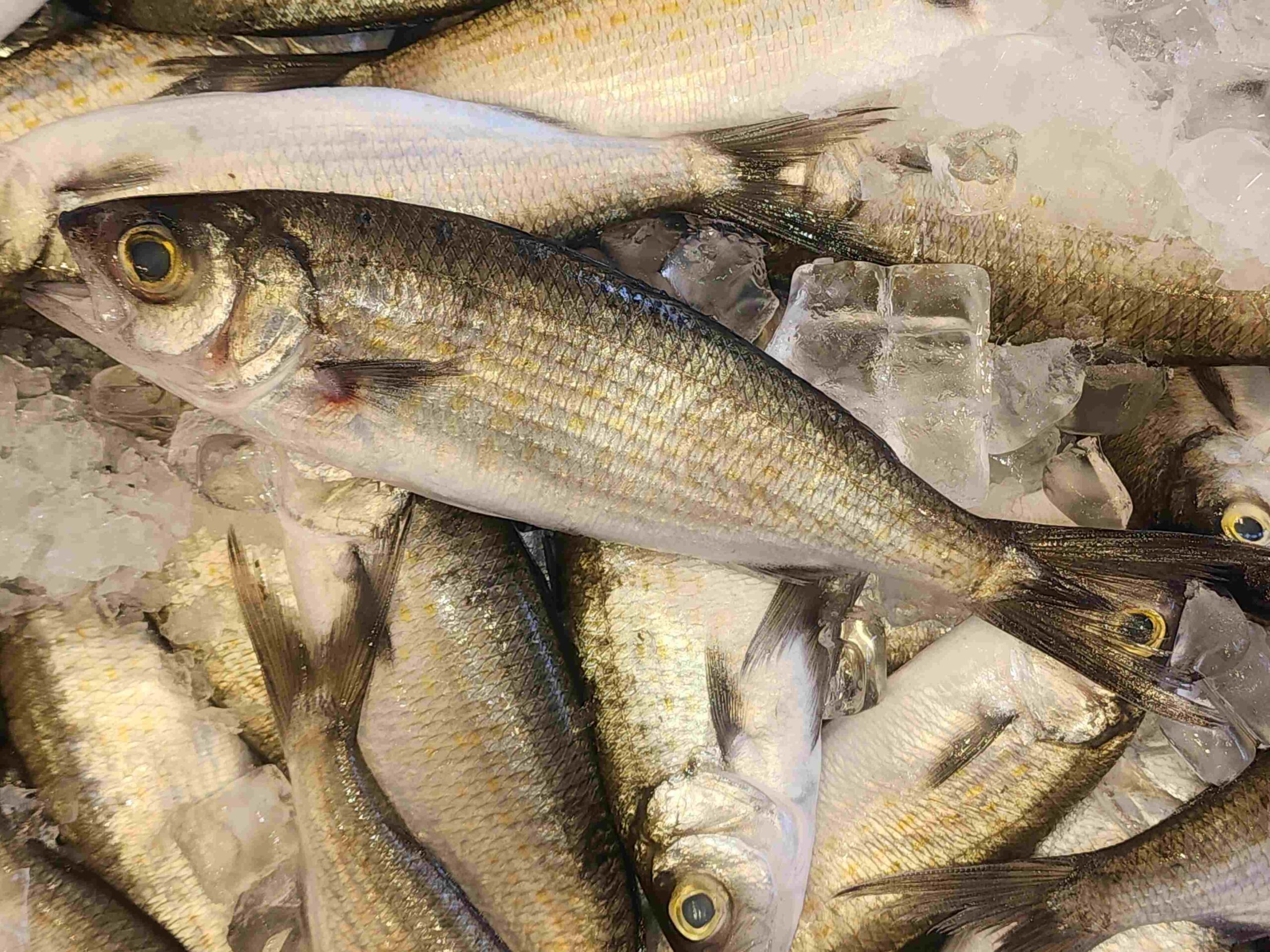 Ocean Herring