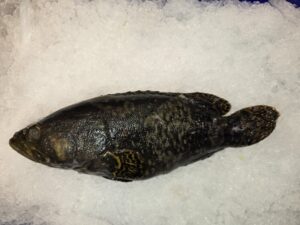 QLD Grouper