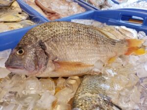 Yellowfin Bream