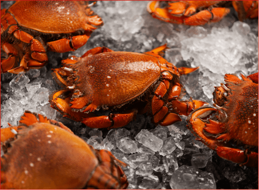 Live spanner crabs