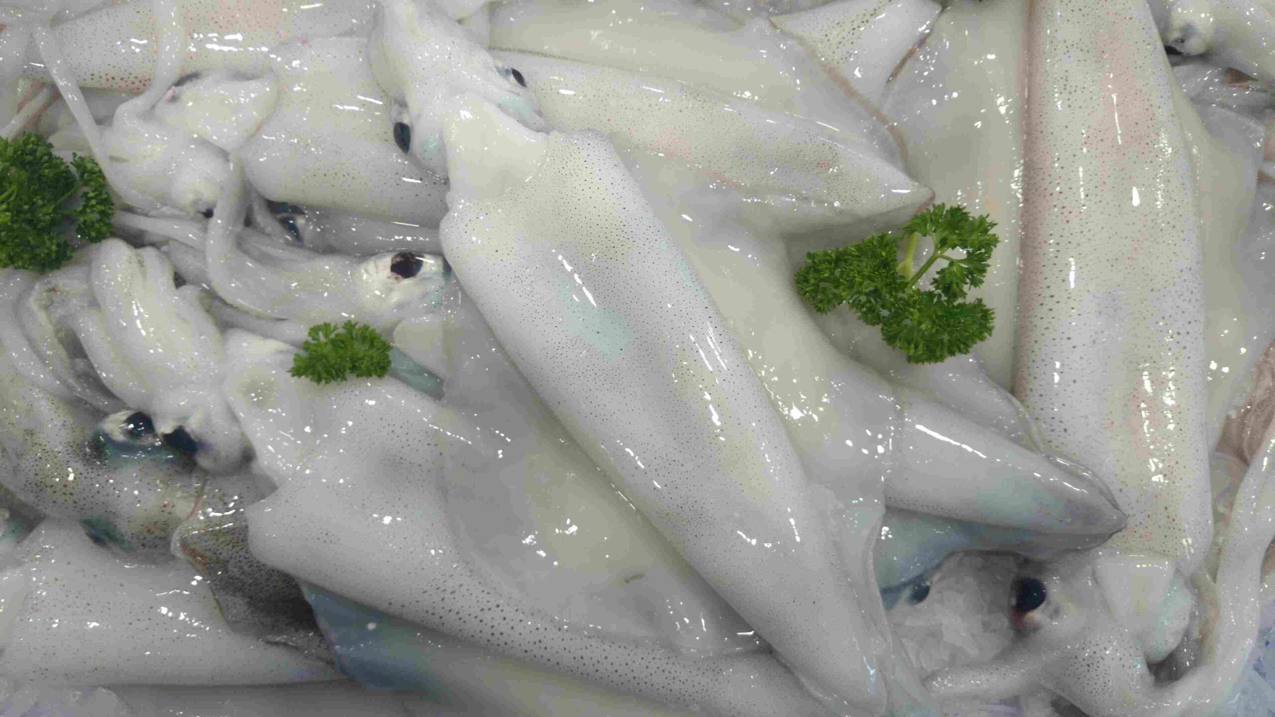 Southern Calamari