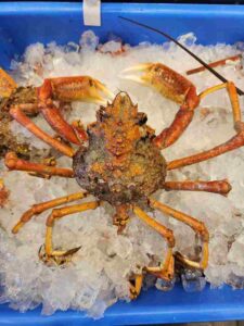 Spider Crab