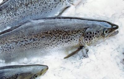 Atlantic Salmon(3-5kg size )