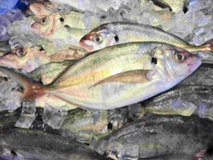Silver Trevally