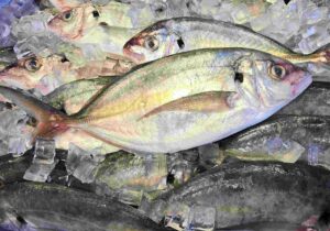 Silver Trevally