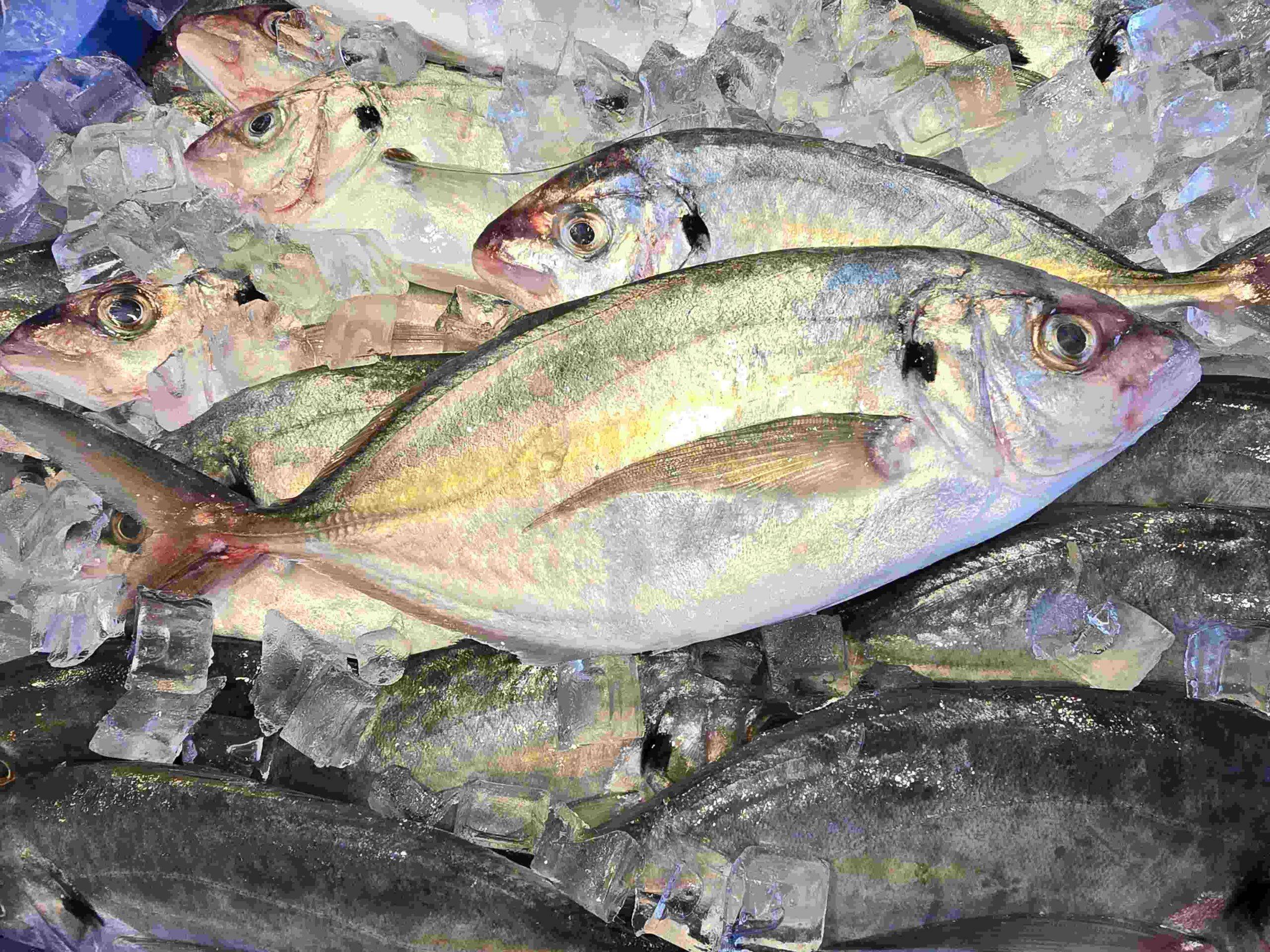 Silver Trevally