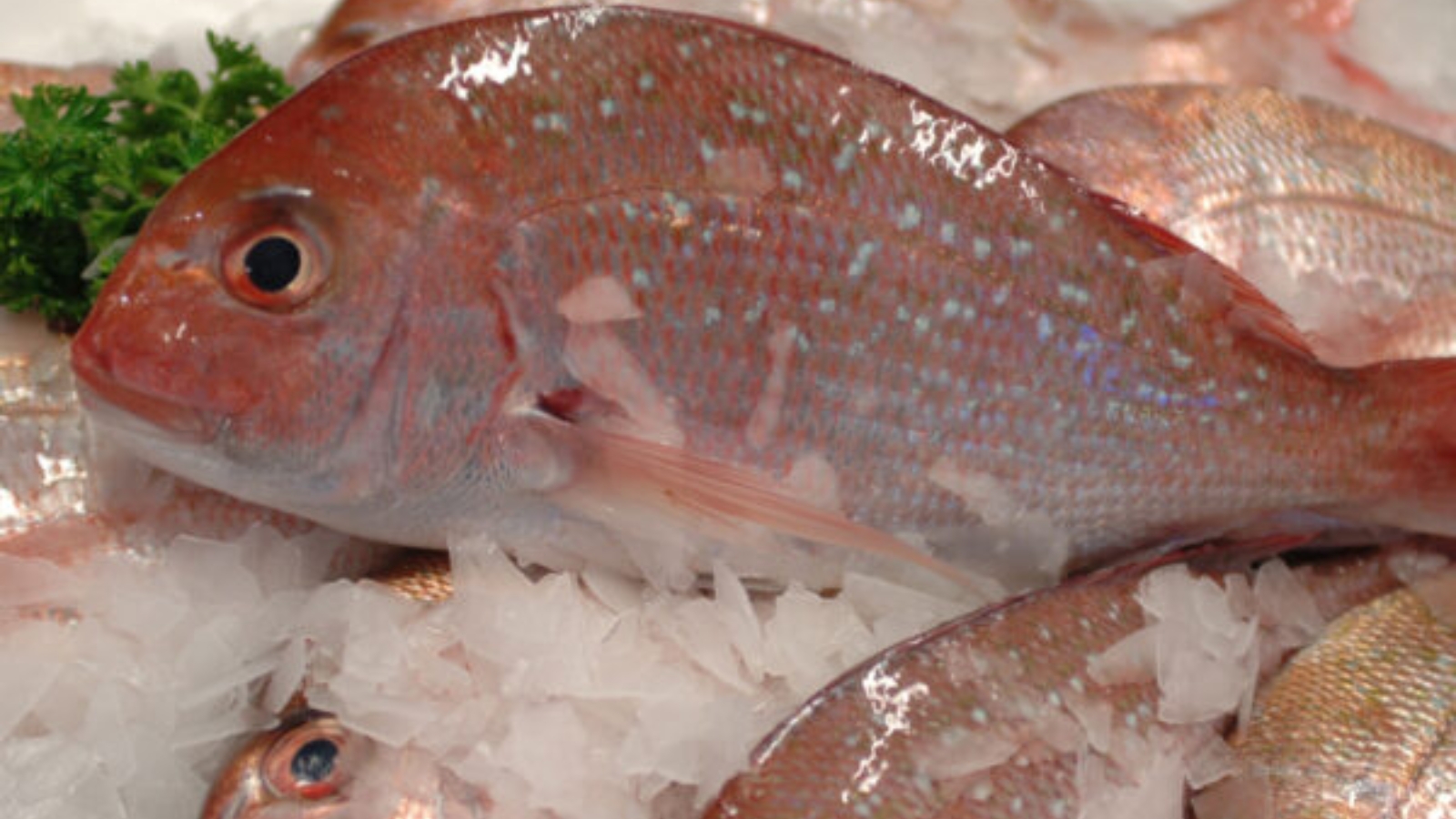 NZ snapper