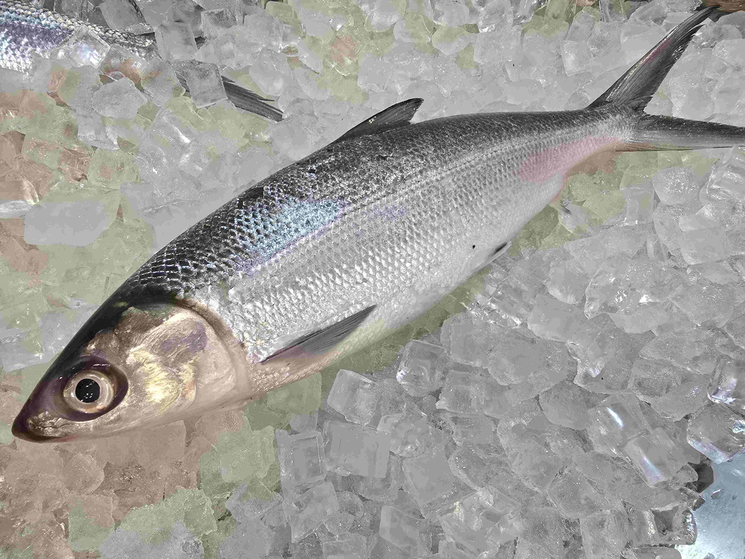 Milk Fish