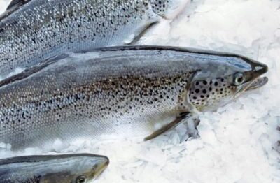 Atlantic  salmon (3-4kg size)