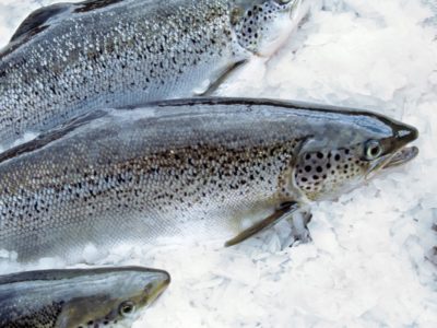 Atlantic Salmon (3-4 kg)