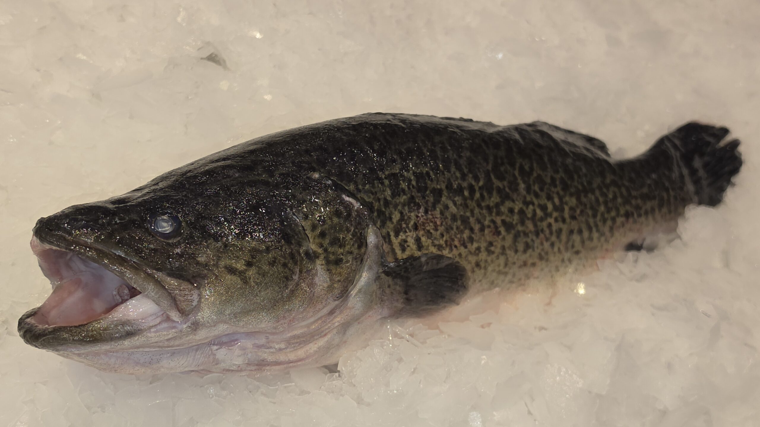Murray Cod