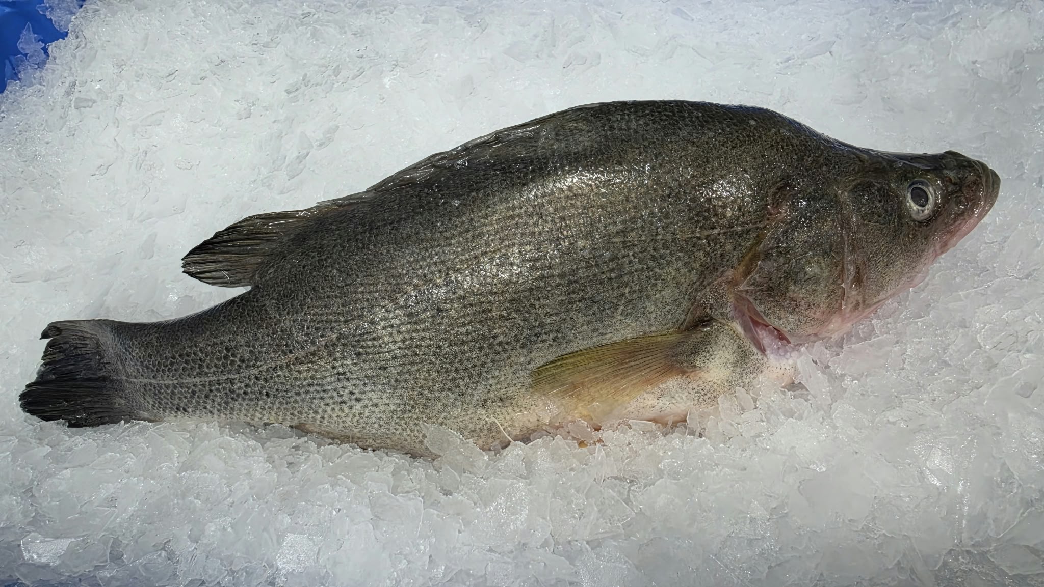 Golden perch